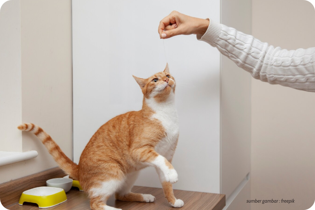 Mengisi waktu luang bersama Kucing tercinta