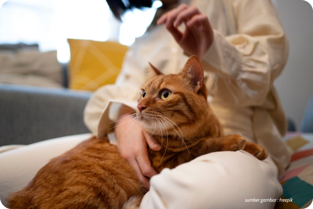 Merawat Kesehatan Kucing Peliharaan: Tips dan Perhatian